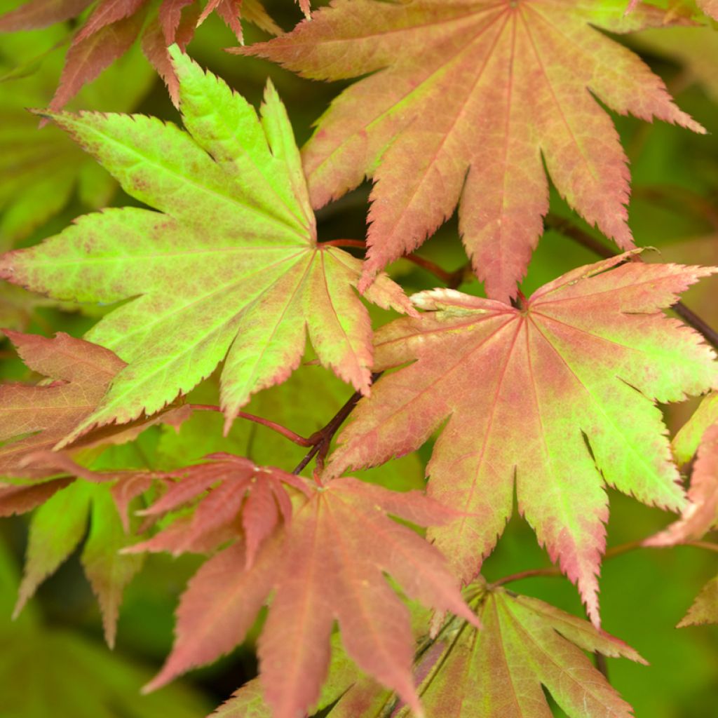 Hondonvaahtera Autumn moon