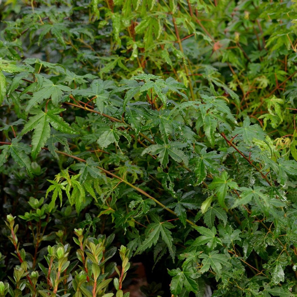 Japaninvaahtera - Acer palmatum