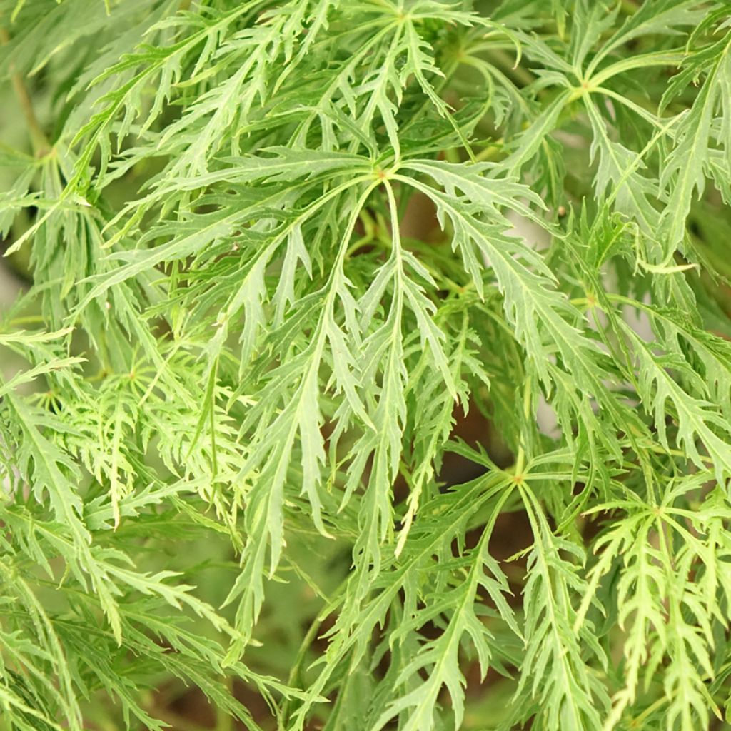 Sulkajapaninvaahtera Dissectum