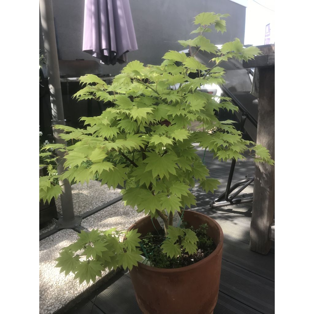 Hondonvaahtera Aureum
