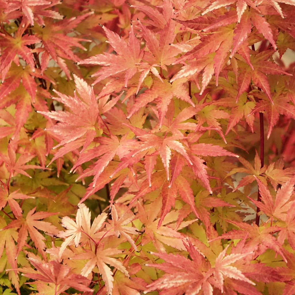 Japaninvaahtera Red Wood
