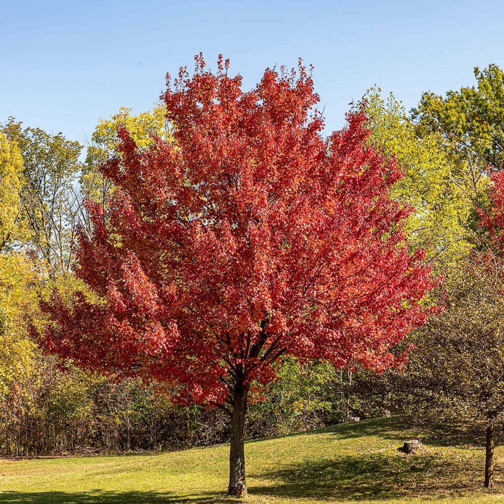 Punavaahtera punainen - Acer rubrum