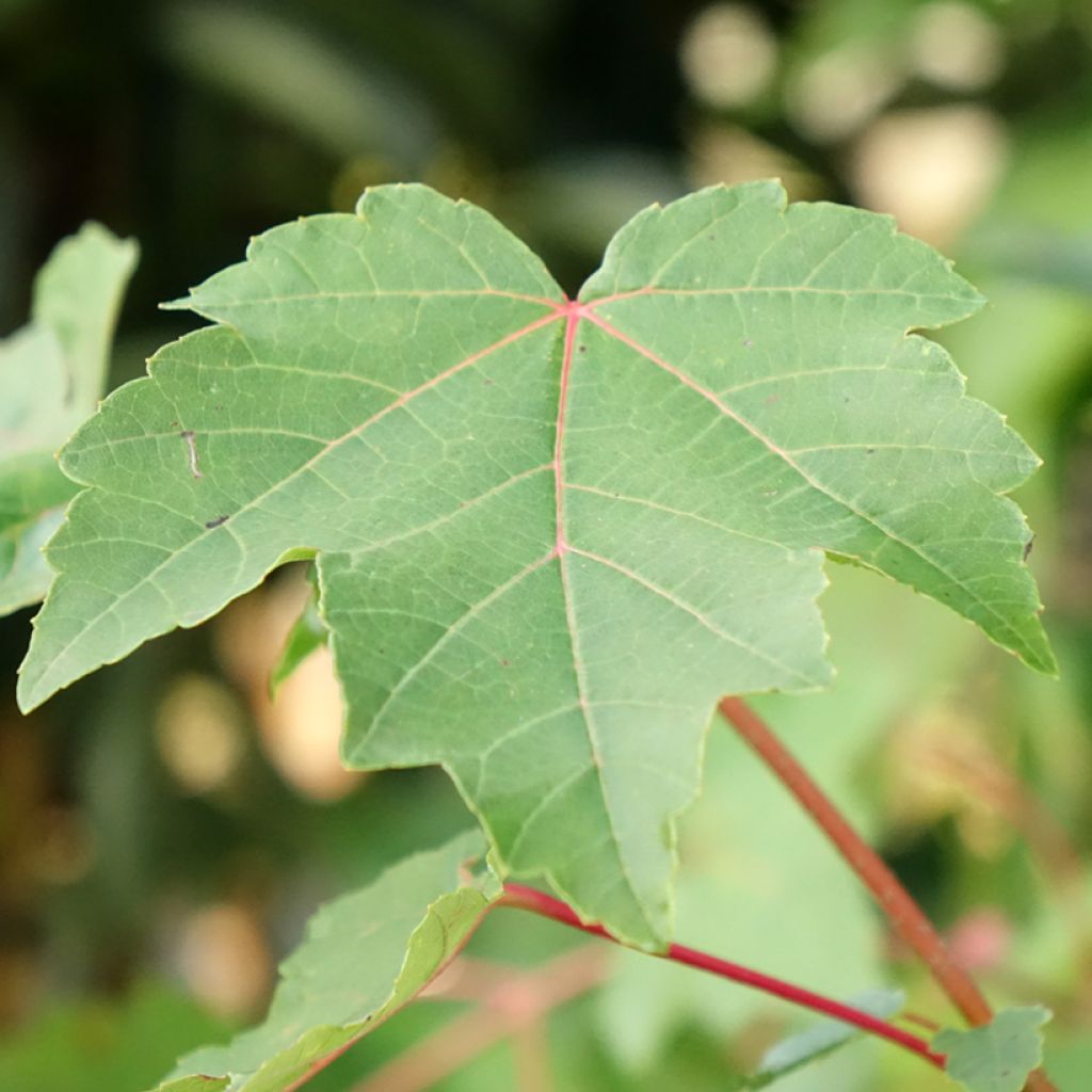 Punavaahtera punainen - Acer rubrum