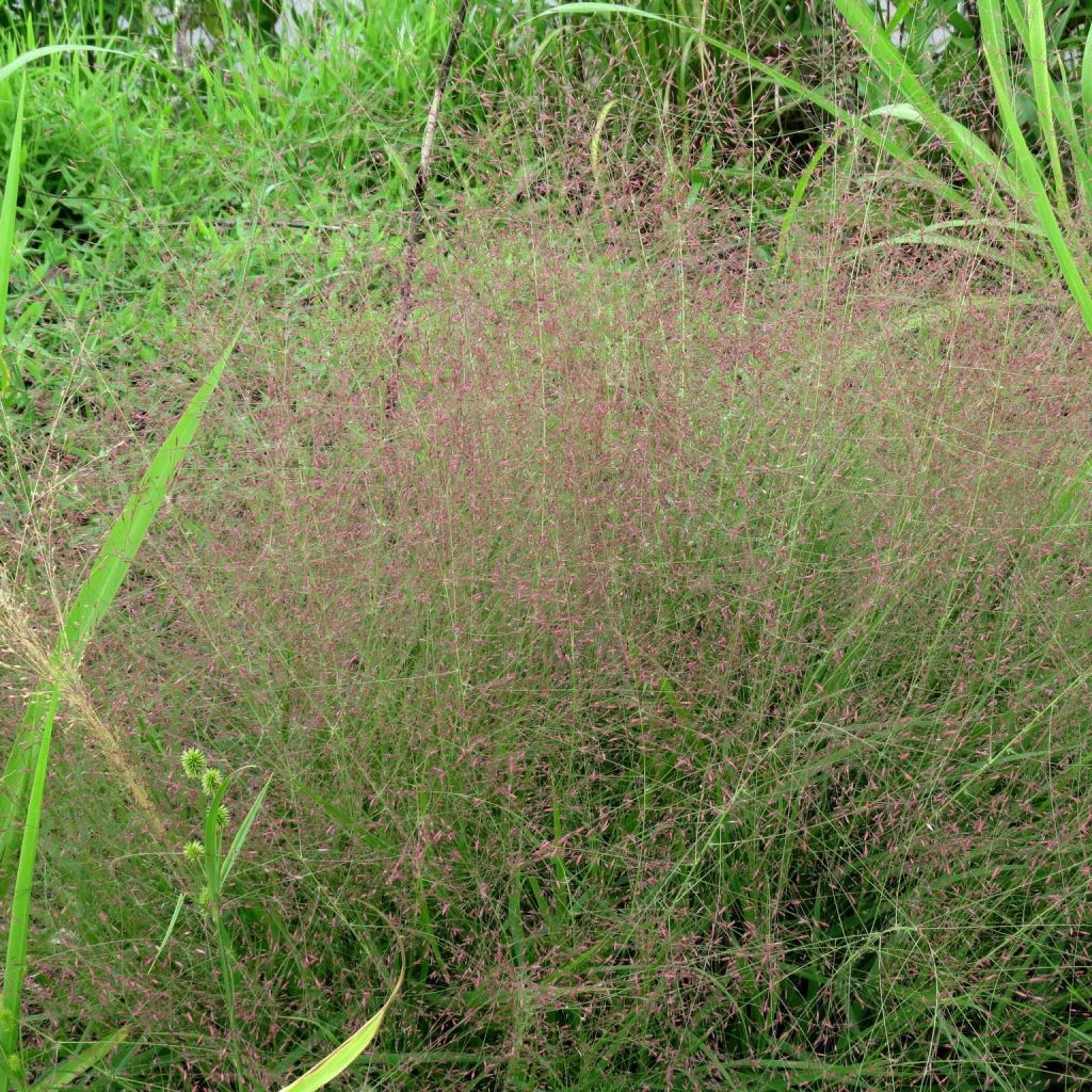 Loistoröllinurmikka - Eragrostis spectabilis