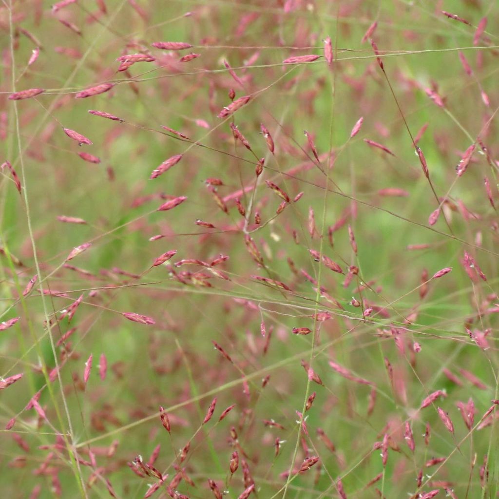 Loistoröllinurmikka - Eragrostis spectabilis