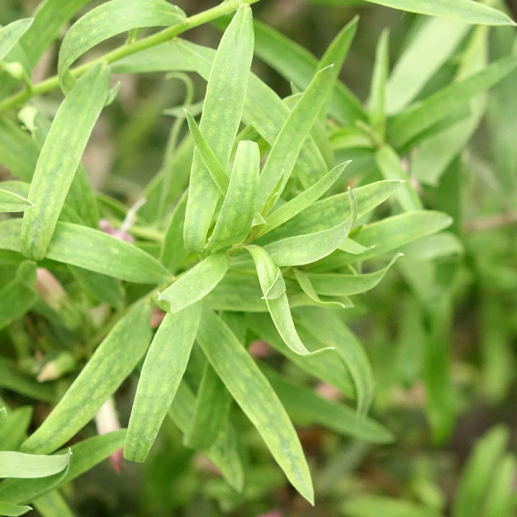 Emuntorve - Eremophila laanii
