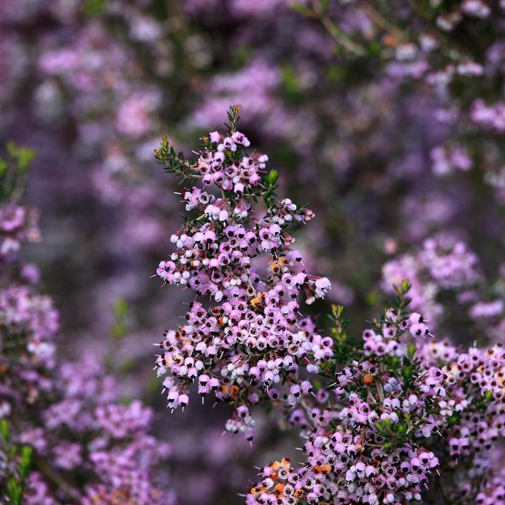 Kellokanerva - Erica canaliculata