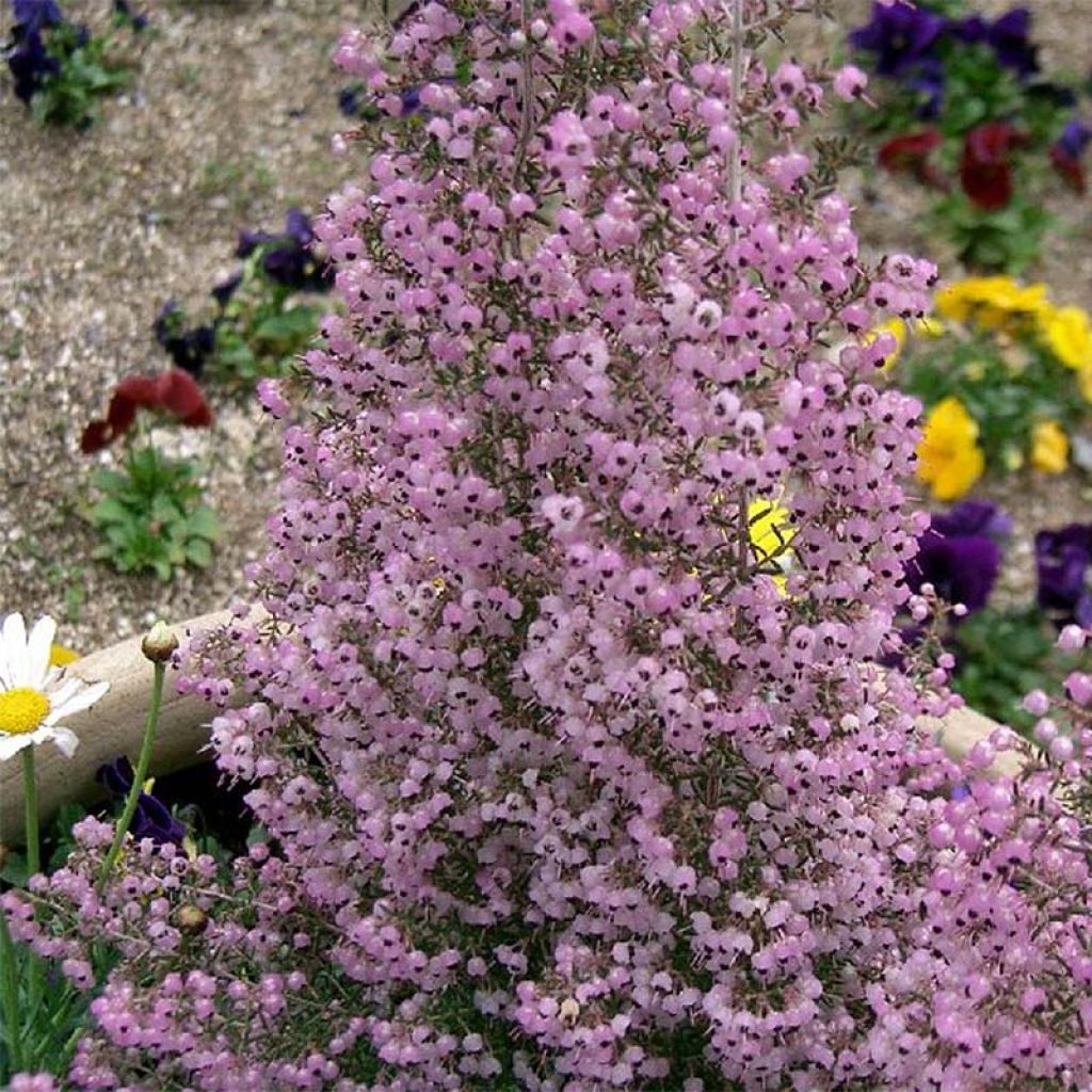 Kellokanerva - Erica canaliculata