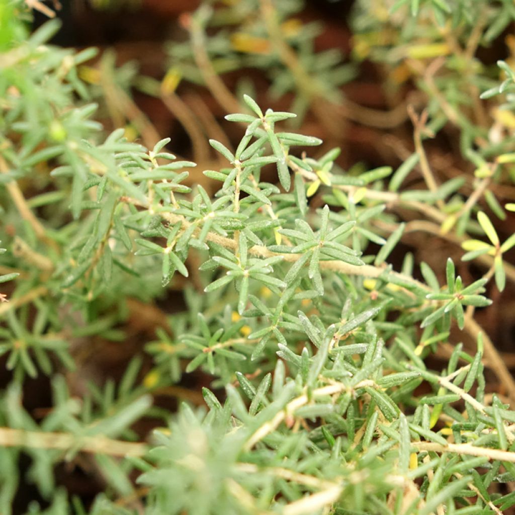 Kellokanerva - Erica canaliculata