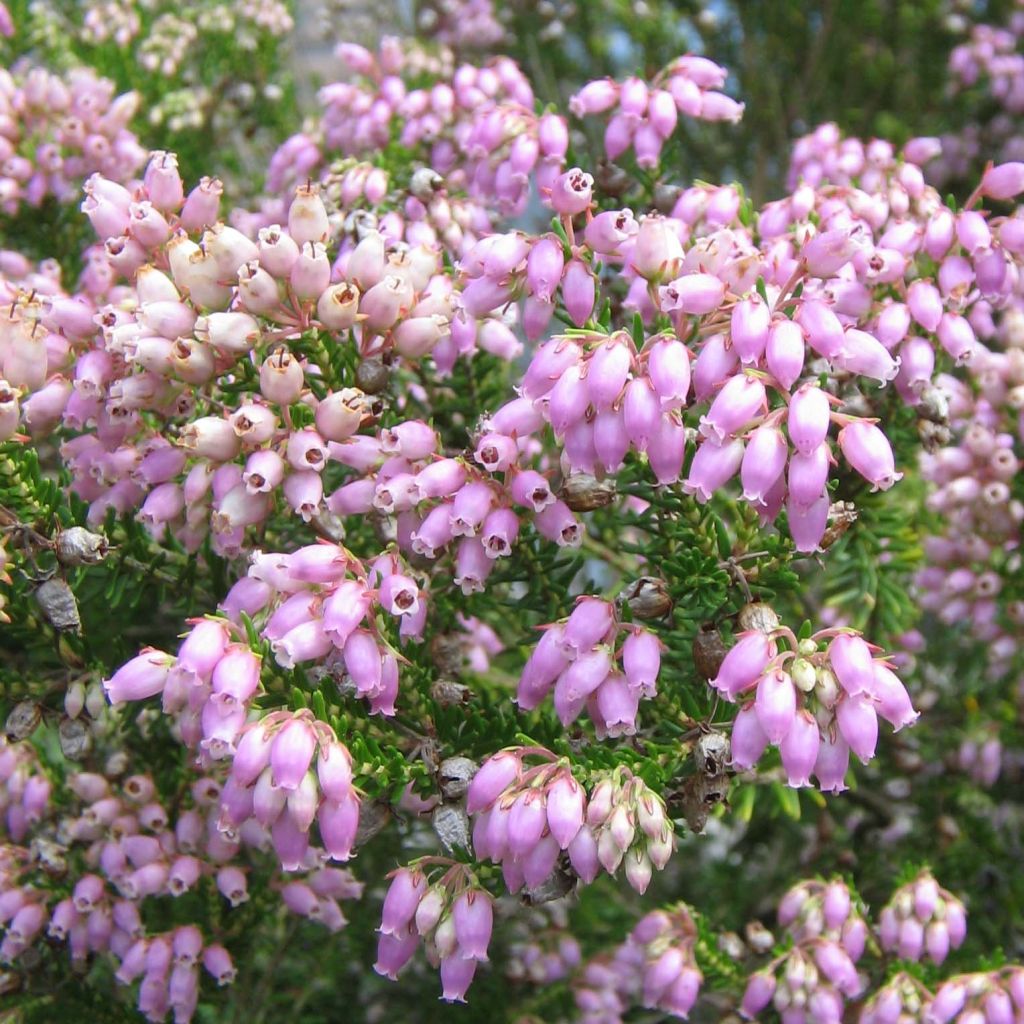 Kellokanerva - Erica terminalis
