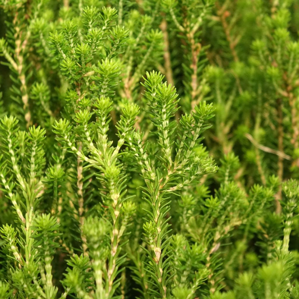 Kellokanerva - Erica terminalis