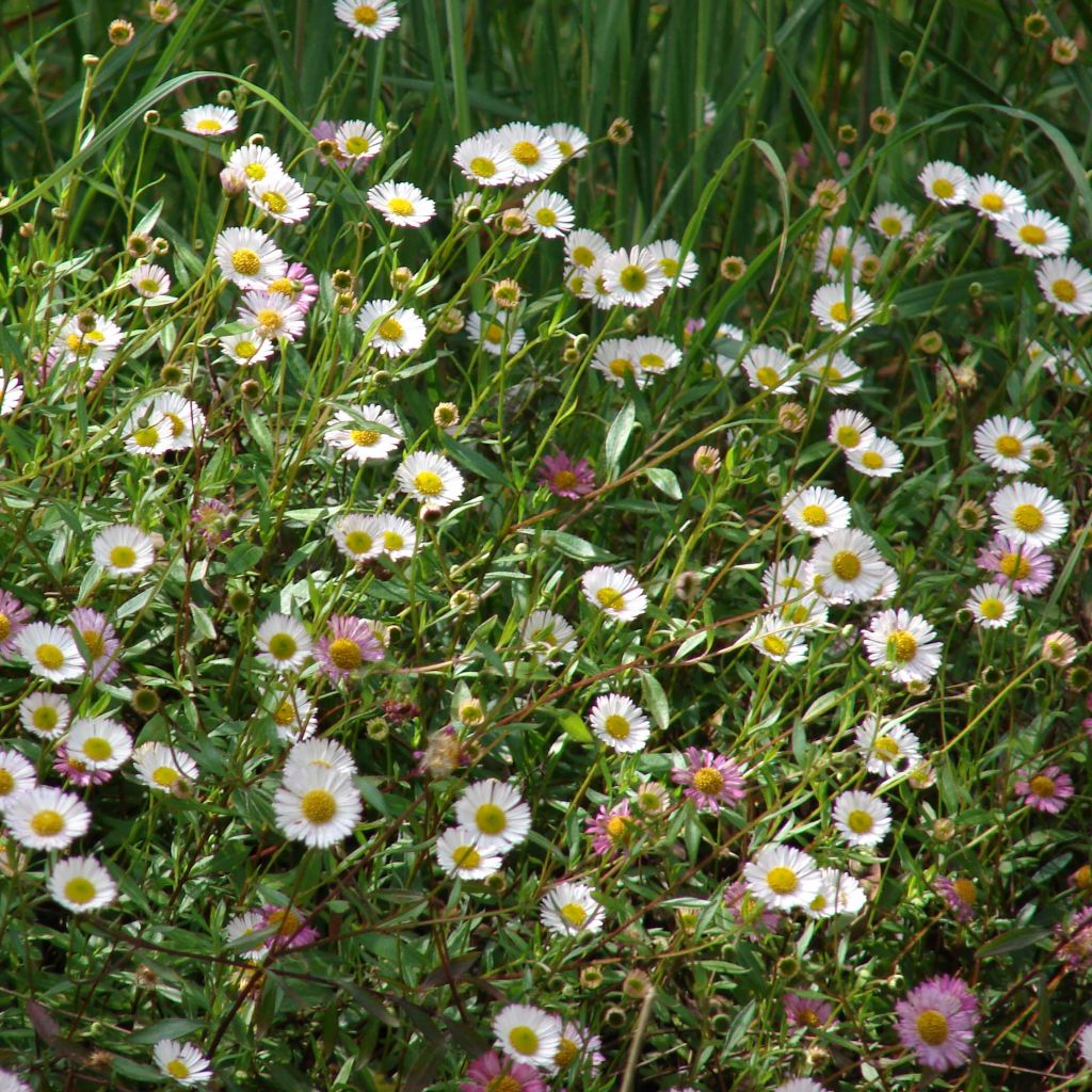 Rentokallioinen - Erigeron karvinskianus
