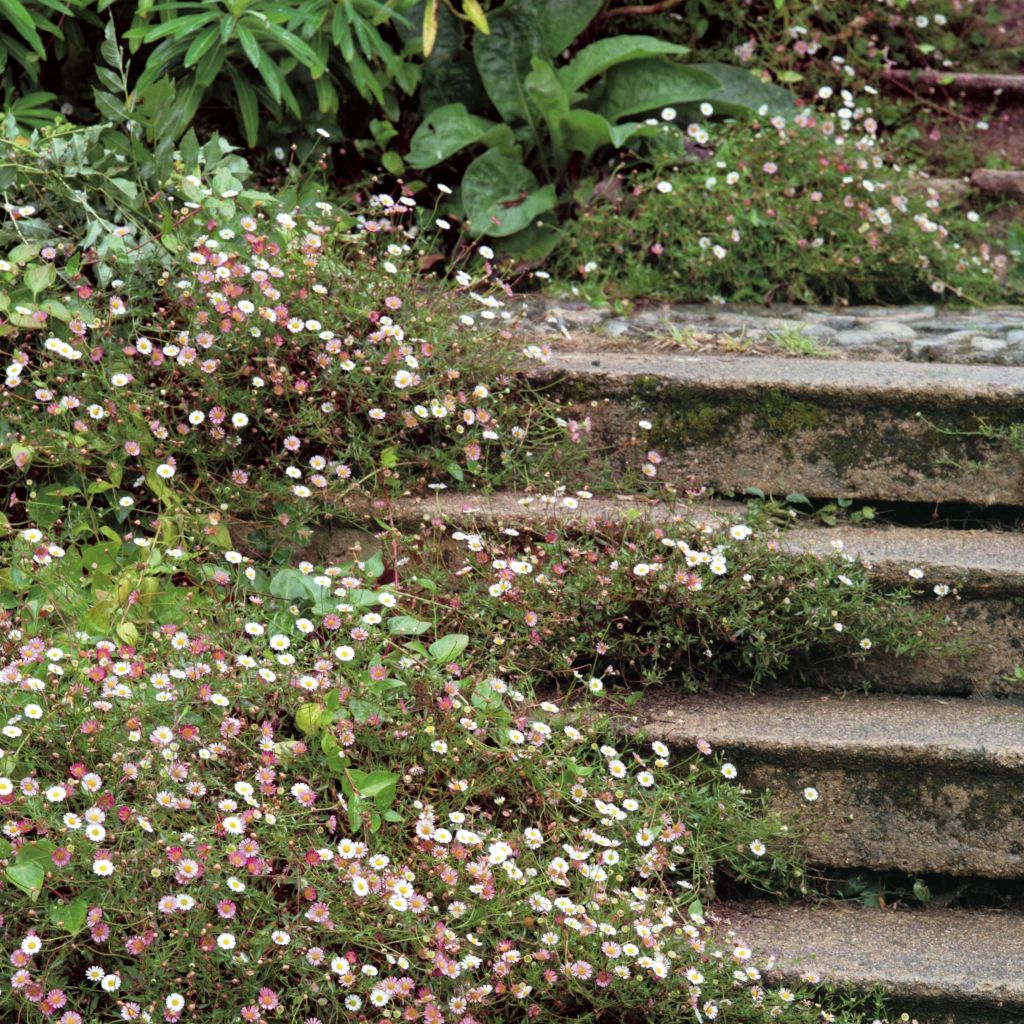 Rentokallioinen - Erigeron karvinskianus
