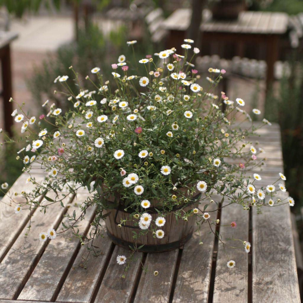 Rentokallioinen - Erigeron karvinskianus
