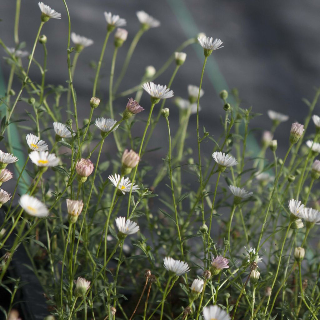 Rentokallioinen - Erigeron karvinskianus