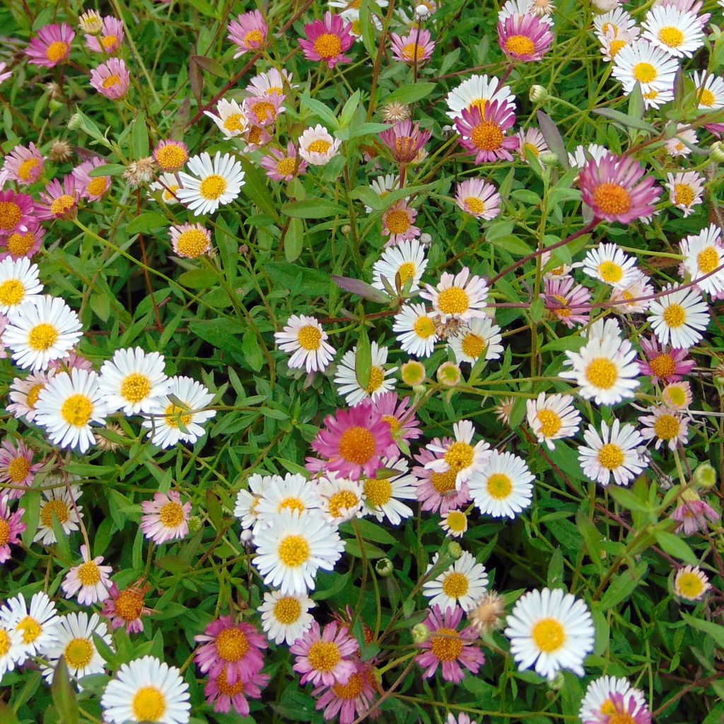 Rentokallioinen - Erigeron karvinskianus