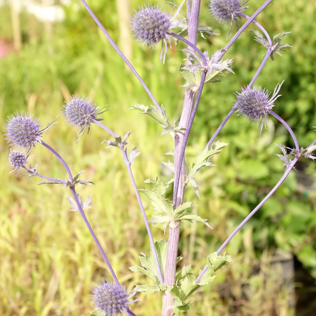 Sinipiikkiputki - Eryngium planum