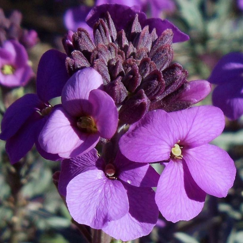 Kultalakka Bowles Mauve