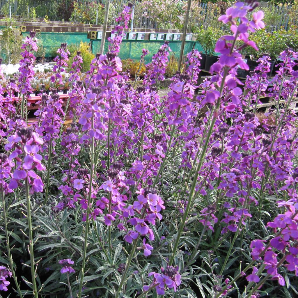 Kultalakka Bowles Mauve