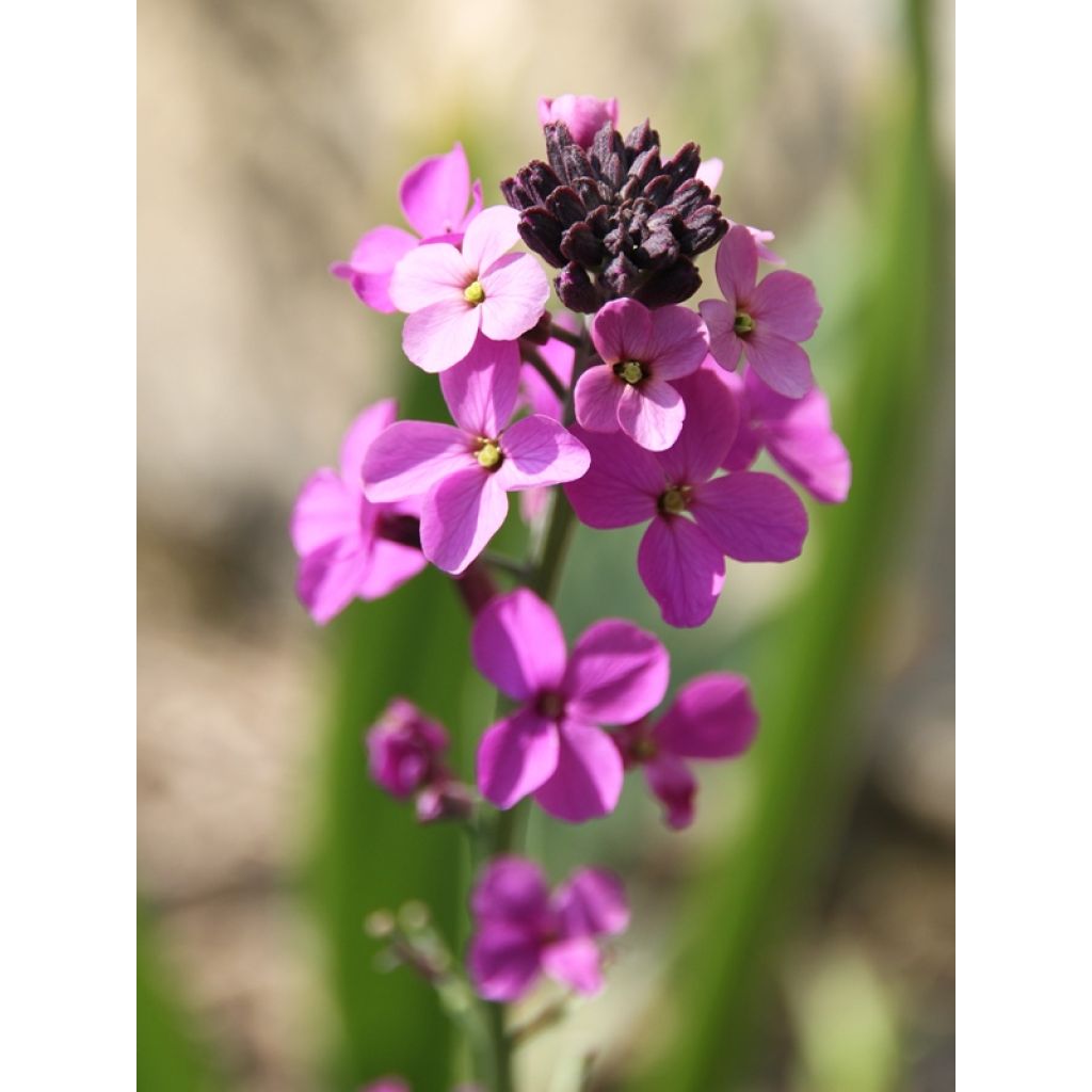 Kultalakka Bowles Mauve