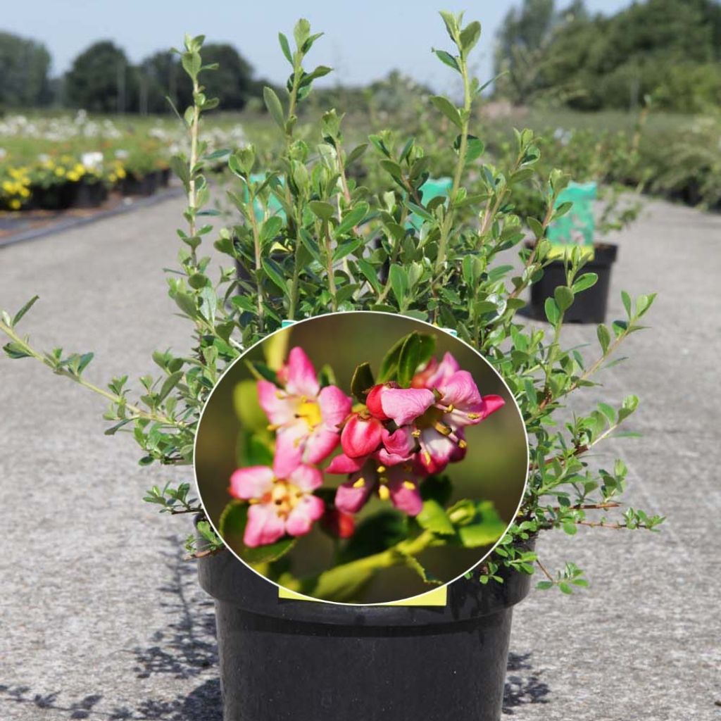 Eskalloniat Donard Seedling
