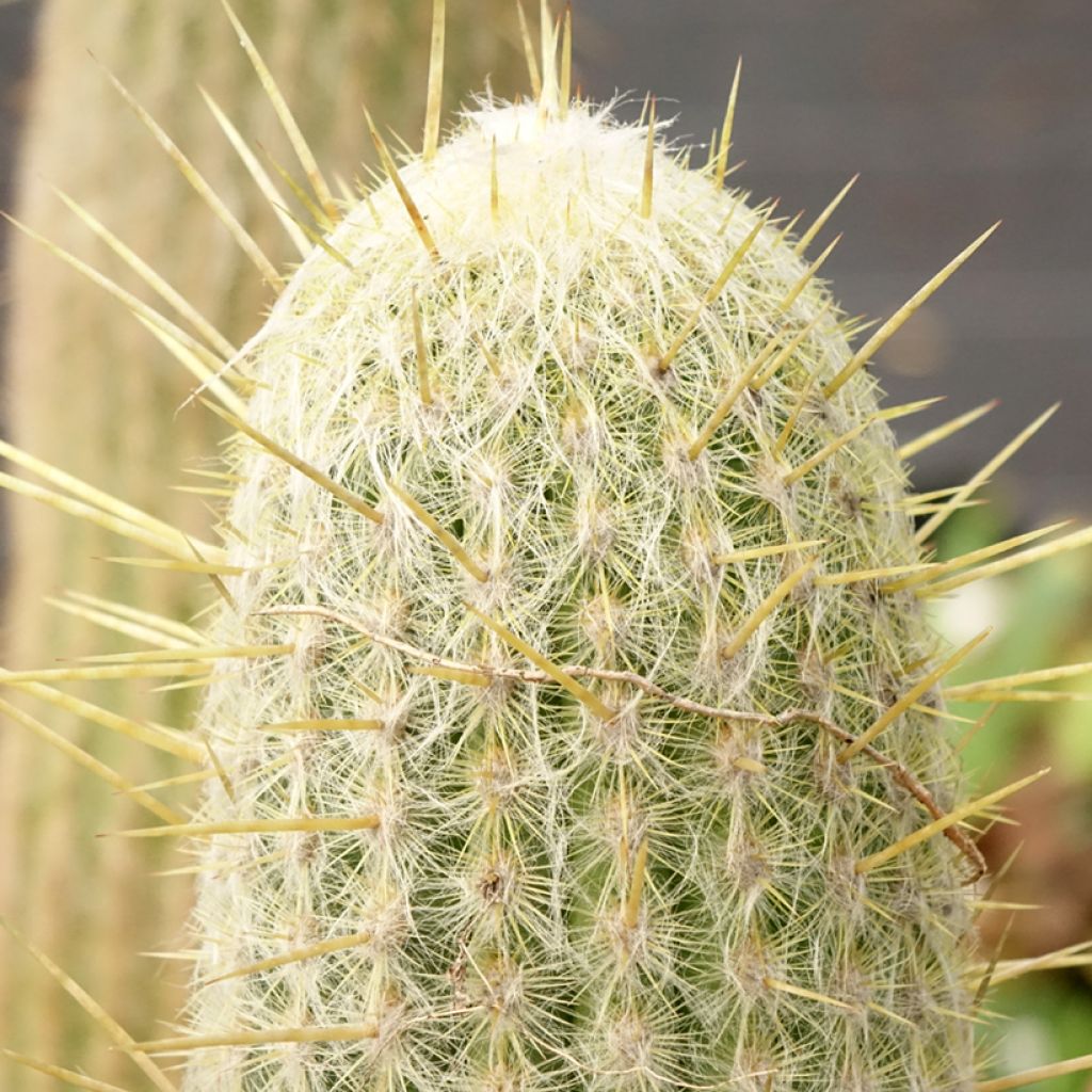 Villakaktus - Espostoa lanata