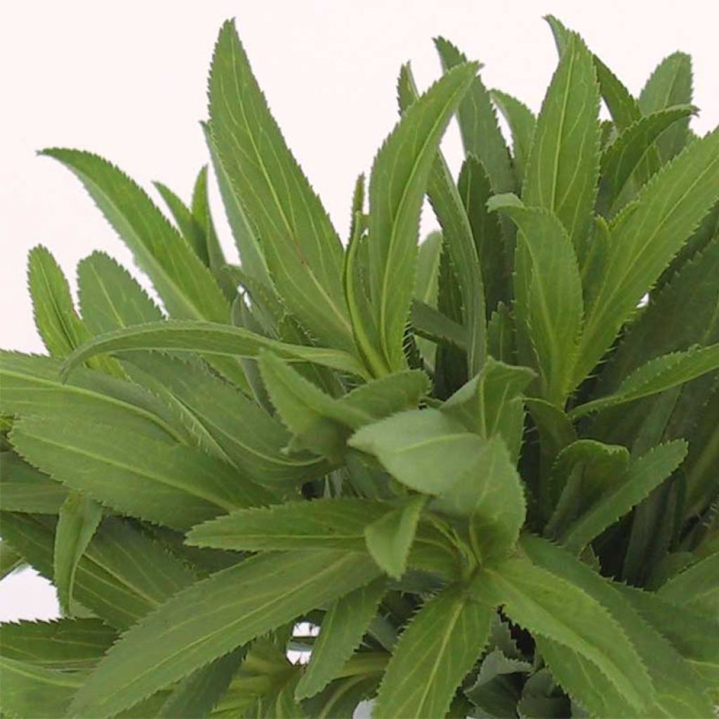 Rohtosamettikukka luomu - Tagetes lucida