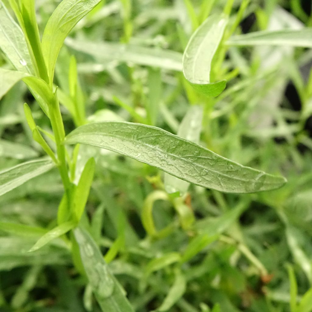 Rakuuna luomu taimena - Artemisia dracunculus