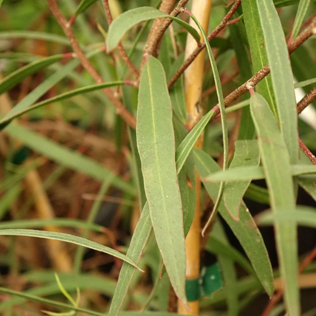 Hopeaeukalyptus - Eucalyptus apiculata