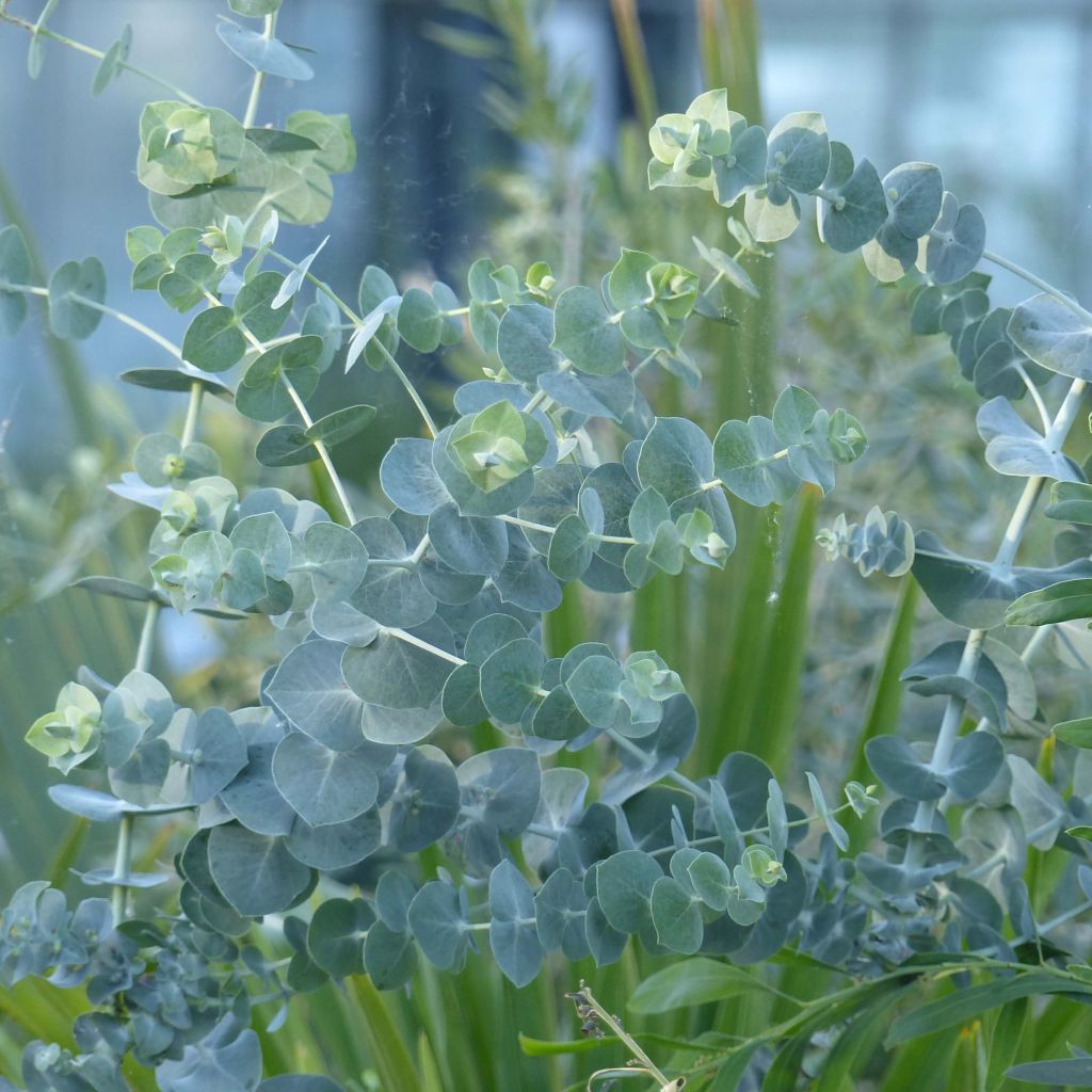 Eukalyptus Baby Blue