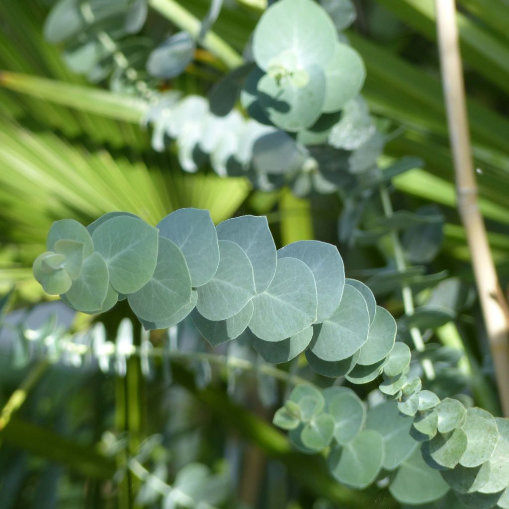 Eukalyptus Baby Blue