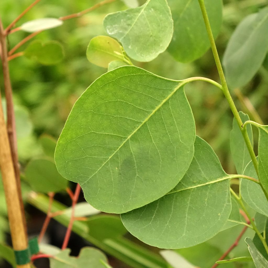 Hopeaeukalyptus - Eucalyptus camphora subsp camphora