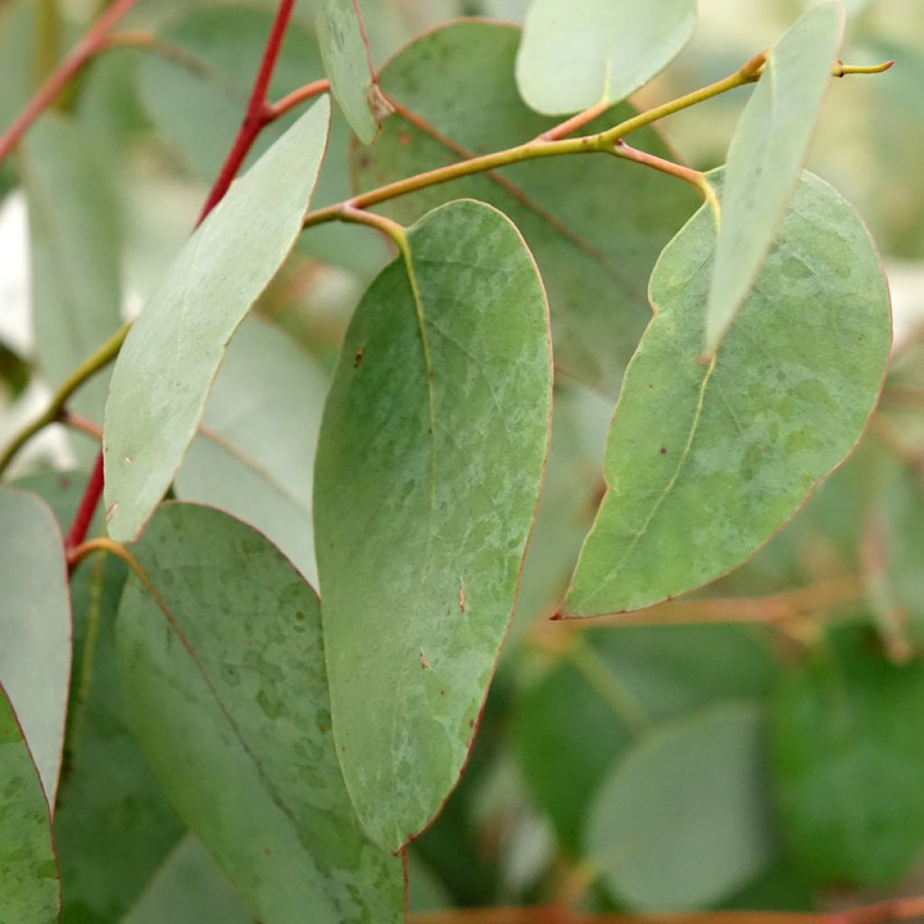 Hopeaeukalyptus - Eucalyptus delegatensis subsp. tasmaniensi