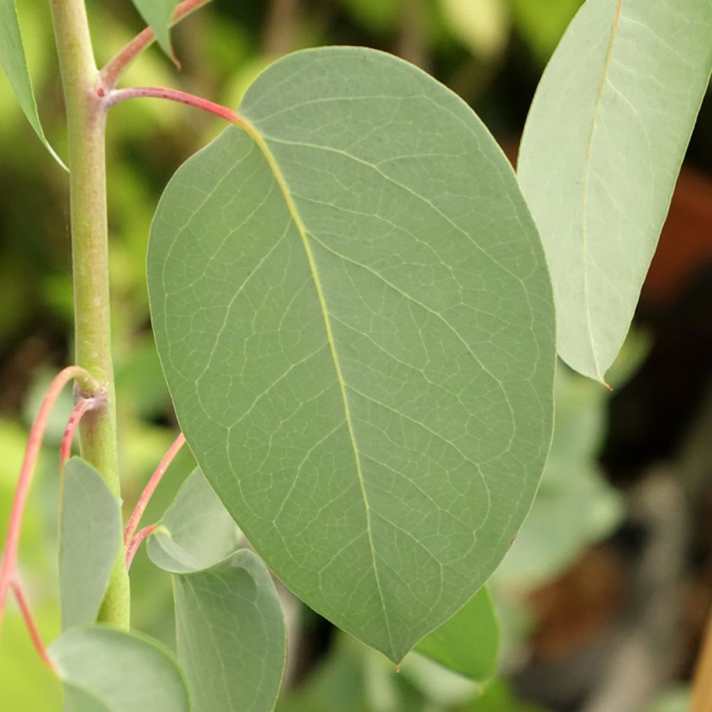 Hopeaeukalyptus - Eucalyptus delegatensis subsp. tasmaniensi