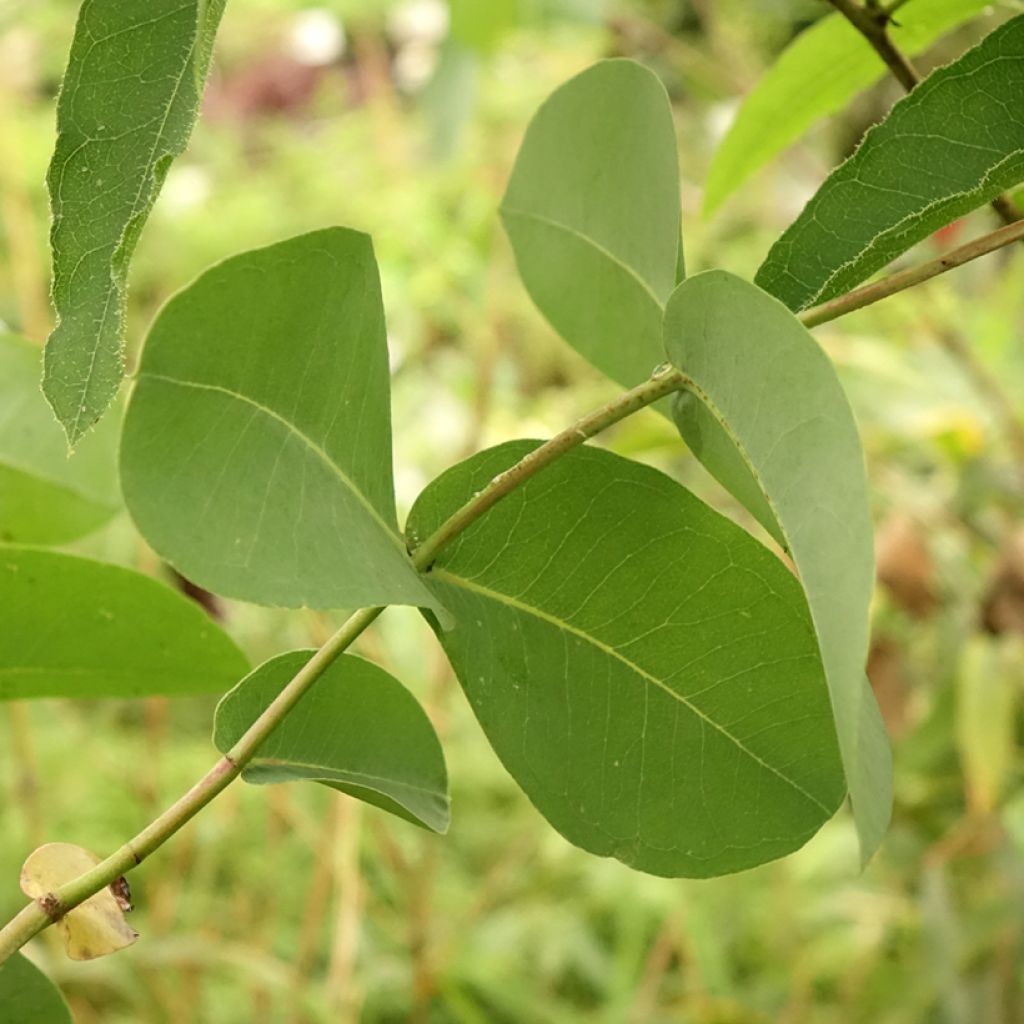 Hopeaeukalyptus - Eucalyptus elliptica