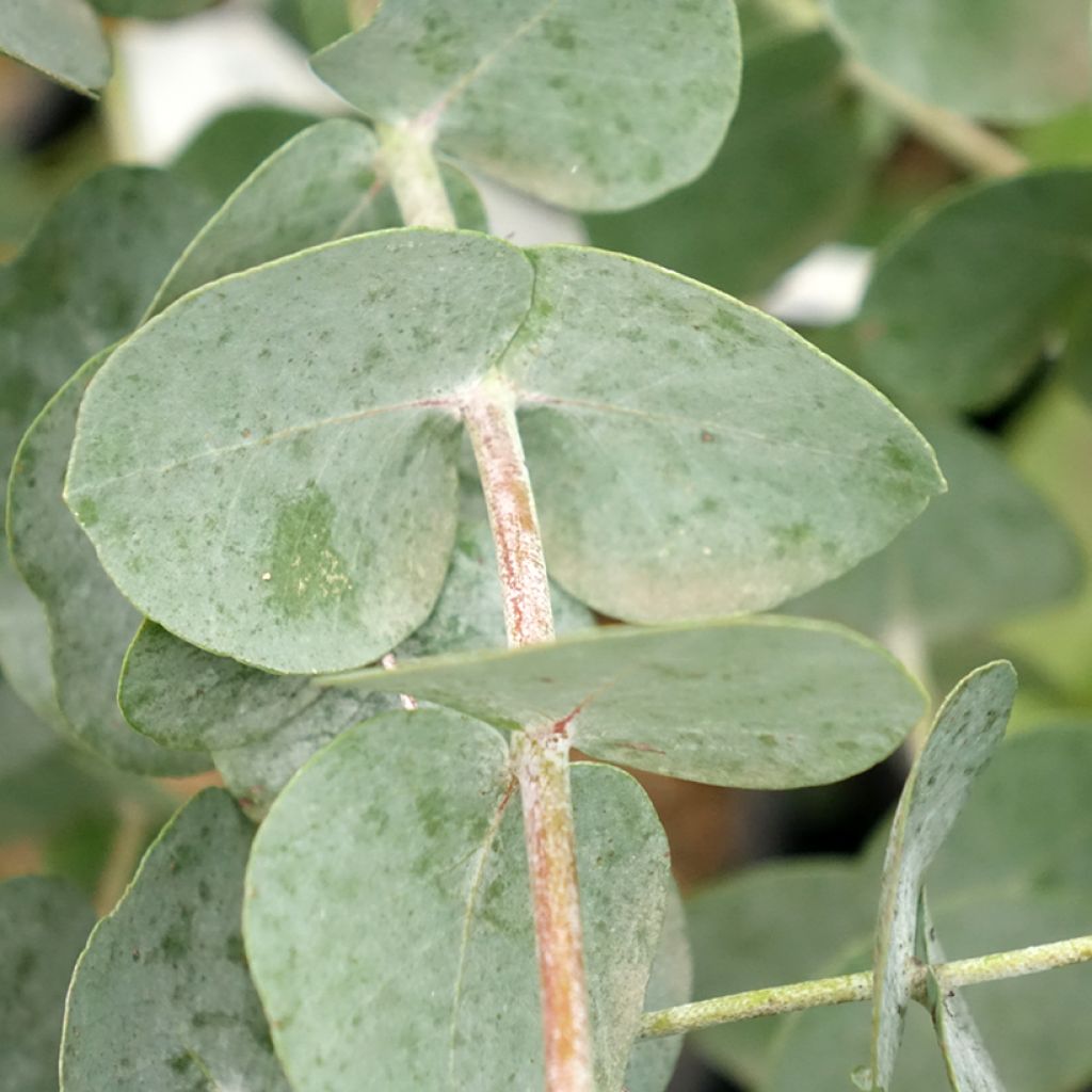 Hopeaeukalyptus Guthega