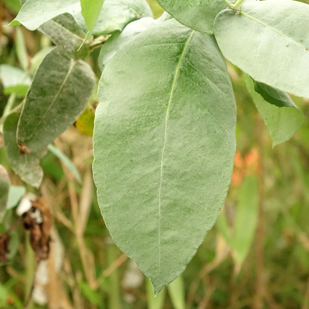 Hopeaeukalyptus - Eucalyptus globulus subsp. bicostata