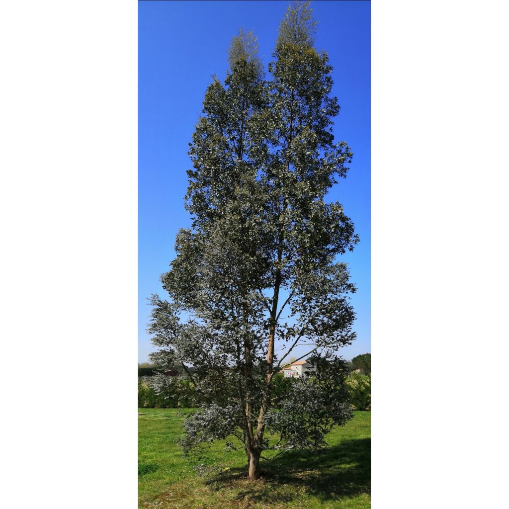 Hopeaeukalyptus Azura Cagire
