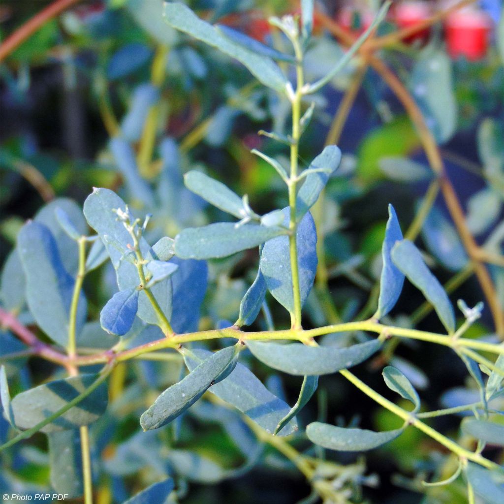 Hopeaeukalyptus France Bleu Rengun