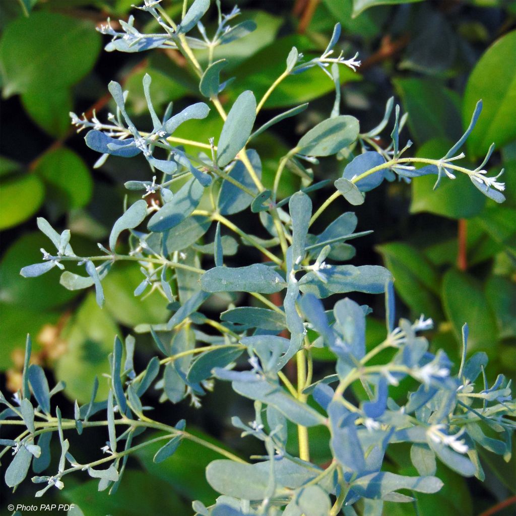 Hopeaeukalyptus France Bleu Rengun
