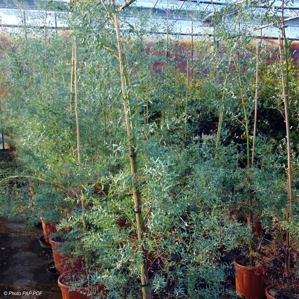 Hopeaeukalyptus France Bleu Rengun