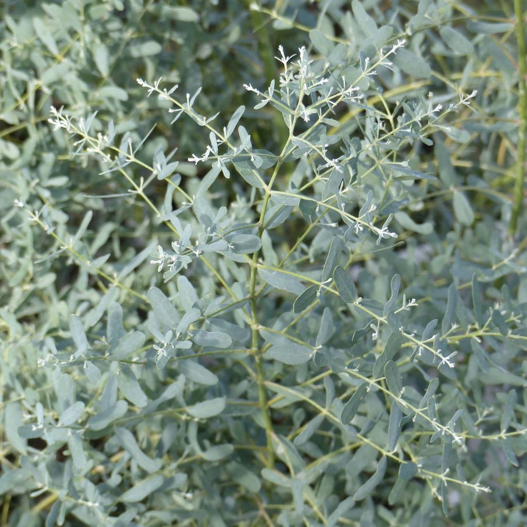 Hopeaeukalyptus France Bleu Rengun