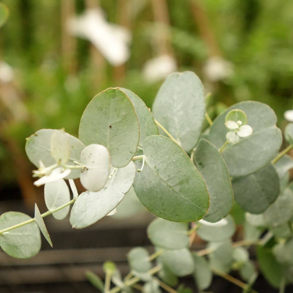Hopeaeukalyptus Silverana