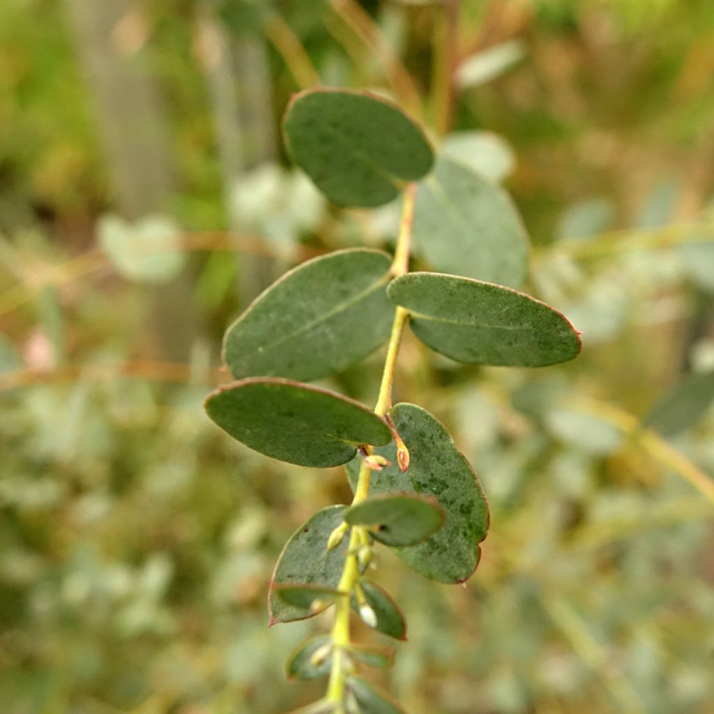 Hopeaeukalyptus Silverana