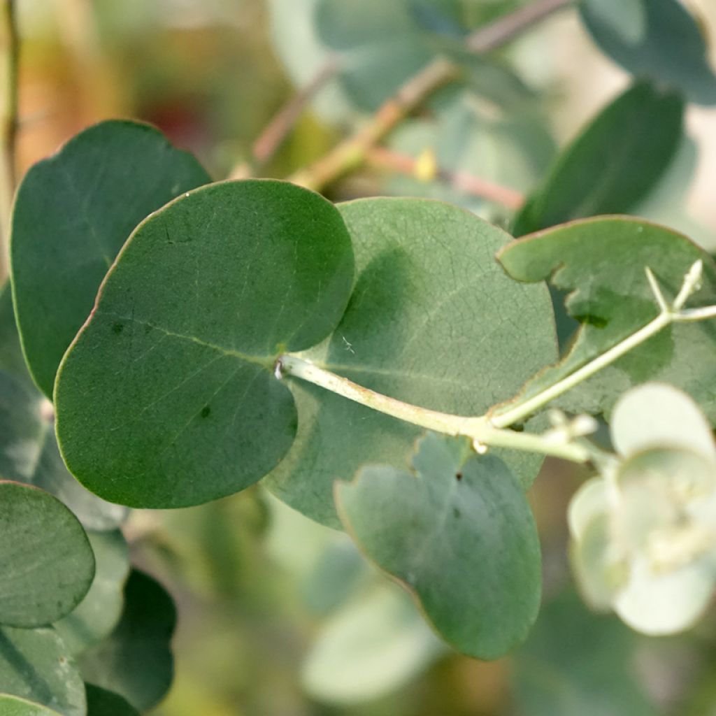 Hopeaeukalyptus - Eucalyptus gunnii subsp divaricata