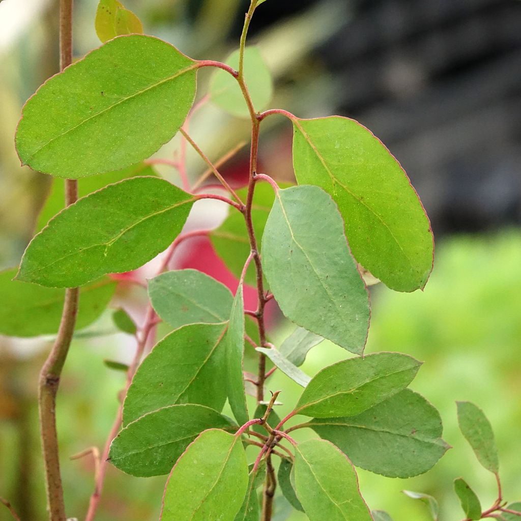 Hopeaeukalyptus - Eucalyptus johnstonii