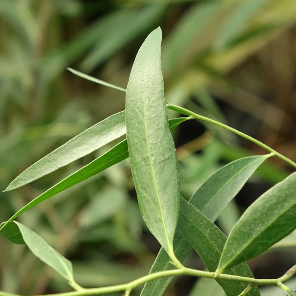 Hopeaeukalyptus - Eucalyptus kybeanensis