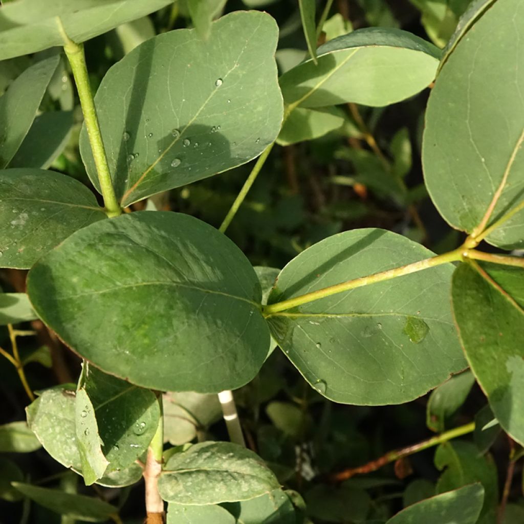 Siroeukalyptus Rosea
