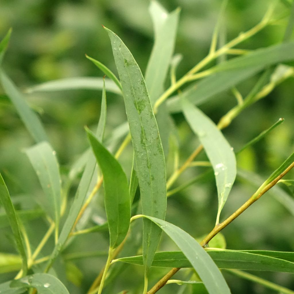 Hopeaeukalyptus - Eucalyptus moorei subsp. moorei