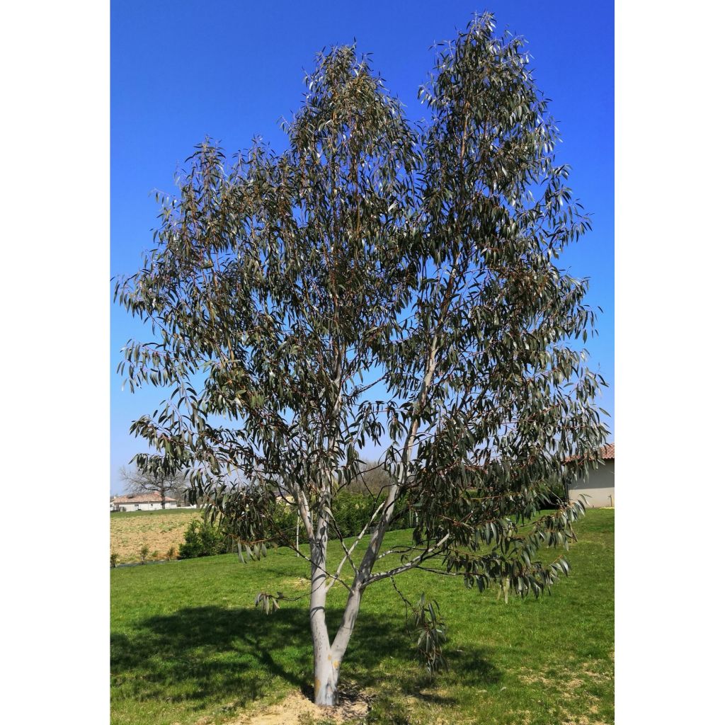 Hopeaeukalyptus - Eucalyptus pauciflora subsp. niphophila